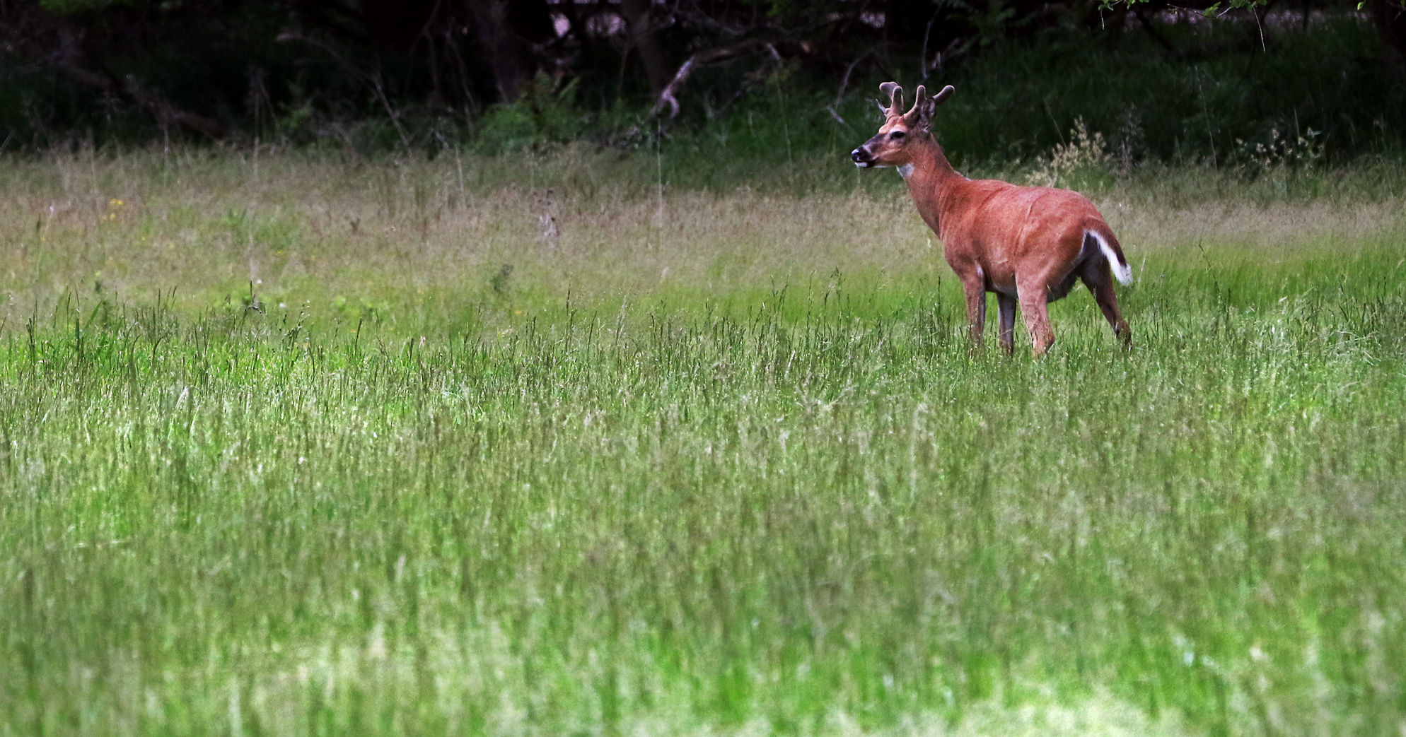 Outtakes: Deer